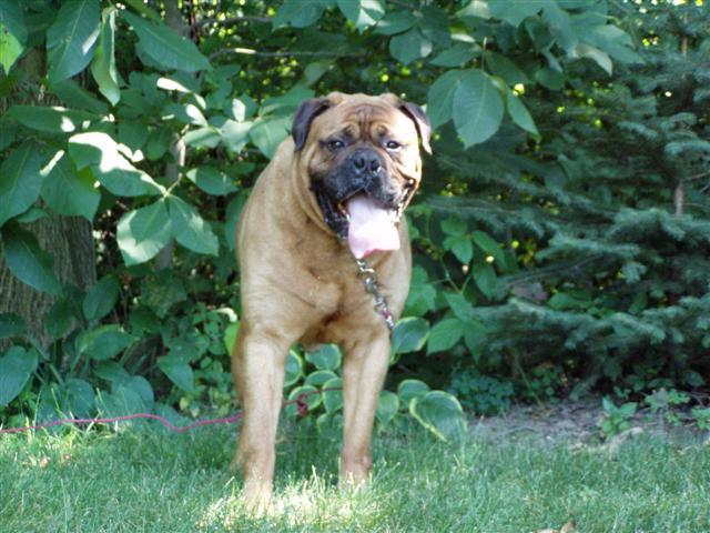 Bruce