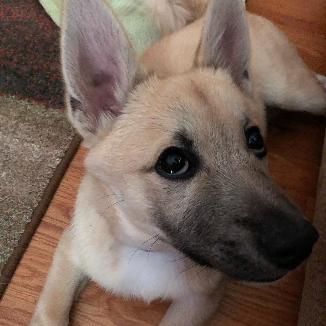 Tessie
